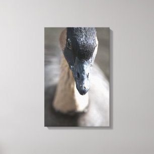 Lienzo Goose