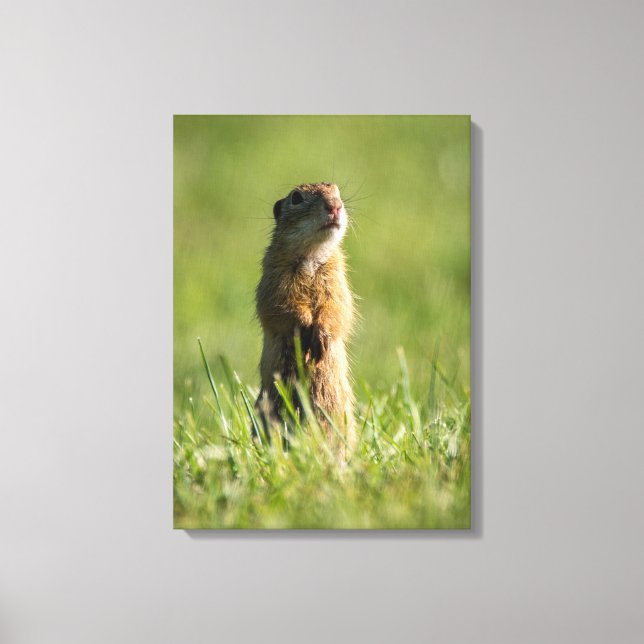 Lienzo Gopher (Anverso)