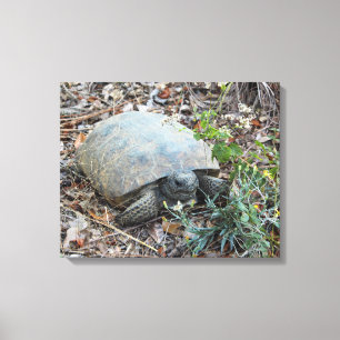 Lienzo Gopher Tortoise en paseo matutino