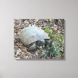Lienzo Gopher Tortoise en paseo matutino
