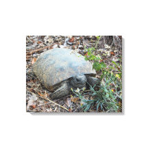Gopher Tortoise en paseo matutino
