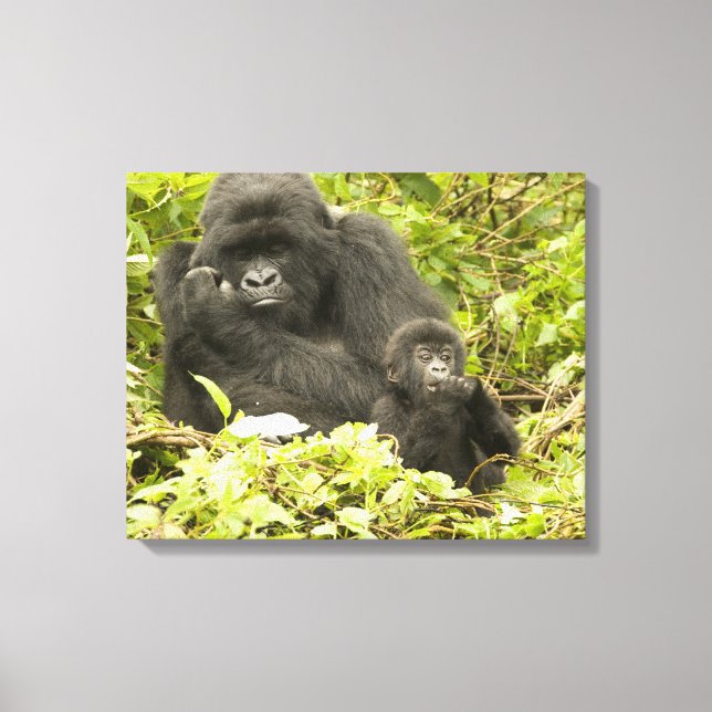 Lienzo Gorila de montaña, Gorilla beringei (anteriormente (Anverso)