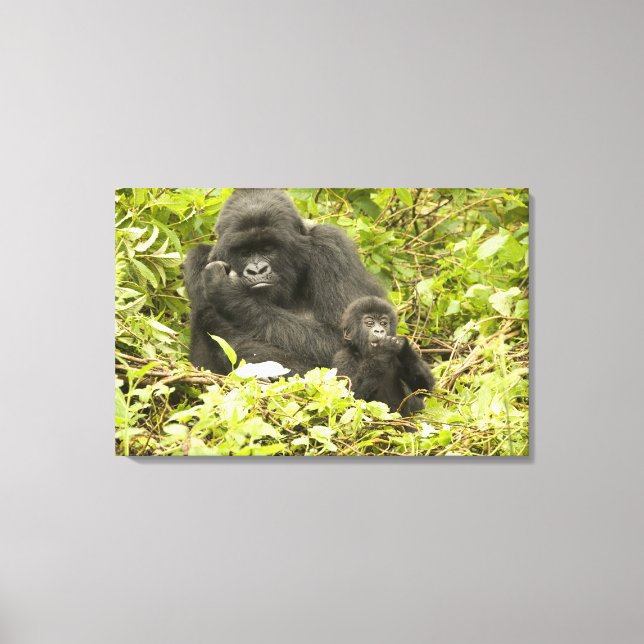 Lienzo Gorila de montaña, Gorilla beringei (anteriormente (Anverso)