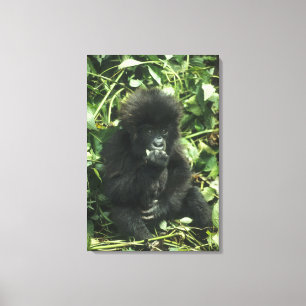 Lienzo Gorila de montaña, (Gorilla gorilla beringei),
