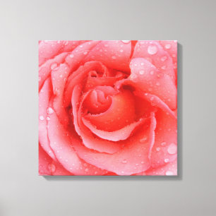 Lienzo Gotas de Agua de Rosa Rosa Romántica