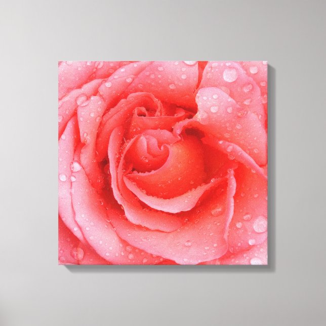 Lienzo Gotas de Agua de Rosa Rosa Romántica (Anverso)