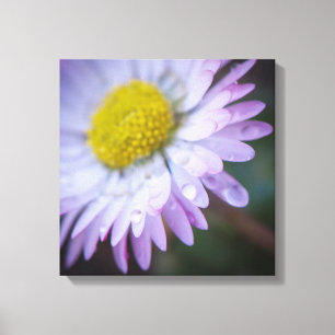 Lienzo Gotas de lluvia en una margarita