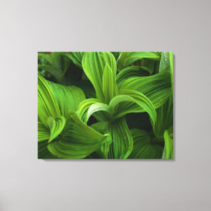 Lienzo Gotas de rocío en un Helabore falso