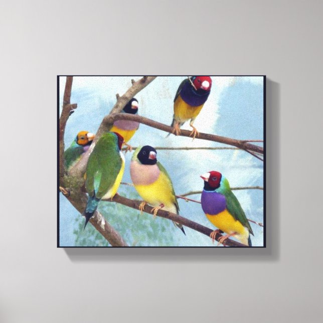Lienzo Gouldian Finches (Anverso)