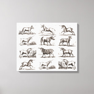 Lienzo Grabado Antiguo de Unicornio Especimen de Zoología