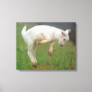 Lienzo Gracioso bebé de cabra blanca saltando en la pastu
