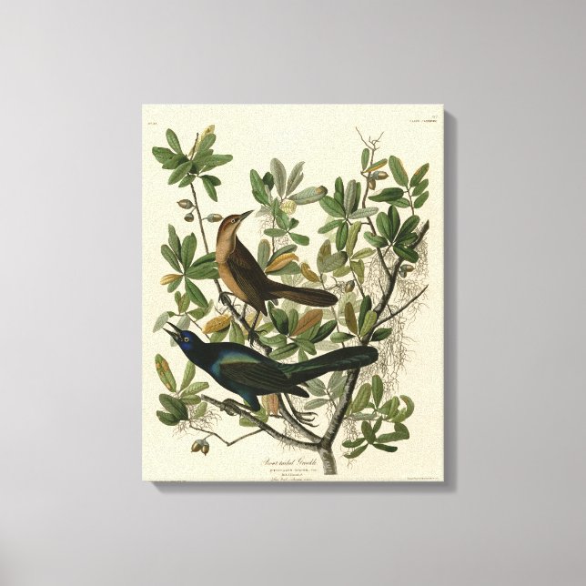 Lienzo Grackle con cola de barco - Aves de América de Aud (Anverso)