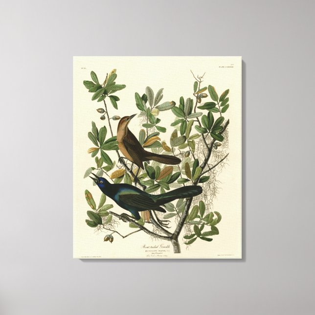 Lienzo Grackle con cola de barco - Aves de América de Aud (Anverso)