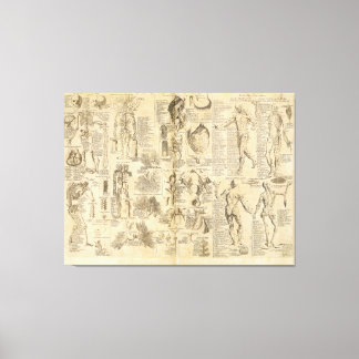 Lienzo Gráfico anatómico de Cyclopaedia 1728