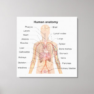 Lienzo Gráfico de Anatomía de Órganos Internos del Cuerpo