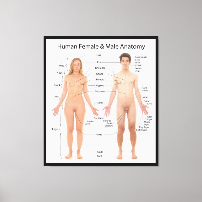 Lienzo Gráfico de la anatomía humana básica de mujeres y  (Anverso)