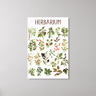 Lienzo Gráfico de planta verde de herbario vintage