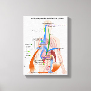 Lienzo Gráfico del sistema renina-angiotensina Diagrama d