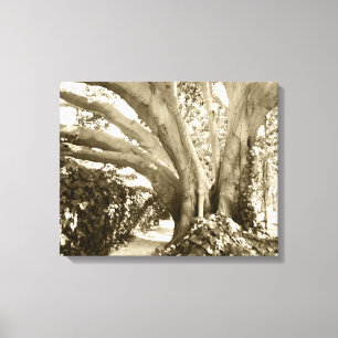 Lienzo Gran árbol foto en blanco y negro calle Los Ángele