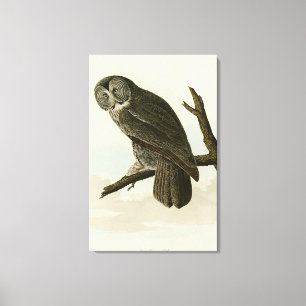 Lienzo Gran búho cínico de las aves auduónicas de América