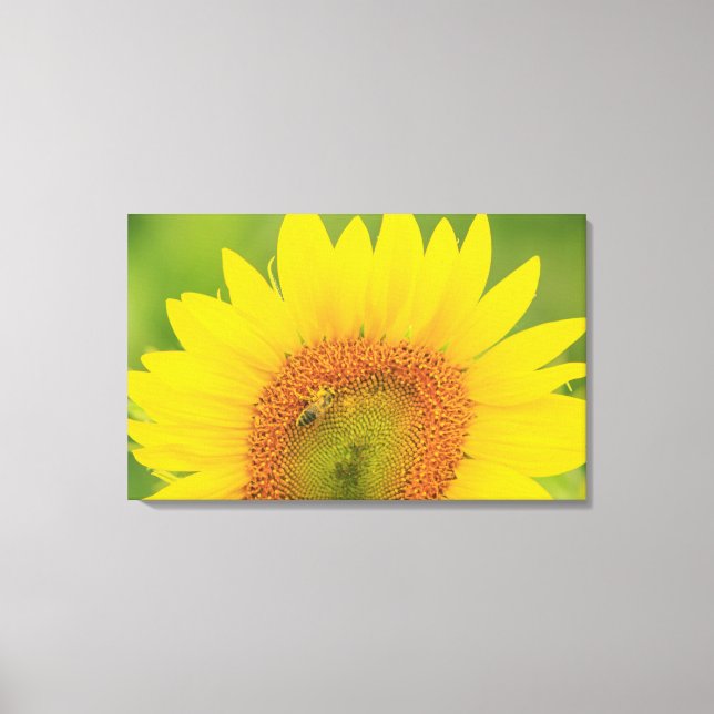 Lienzo Gran campo de girasoles cerca del lago Moses, WA 1 (Anverso)