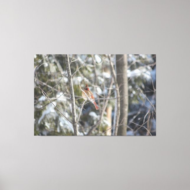 Lienzo Gran cardenal femenino (Anverso)