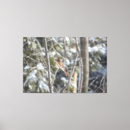 Lienzo Gran cardenal femenino