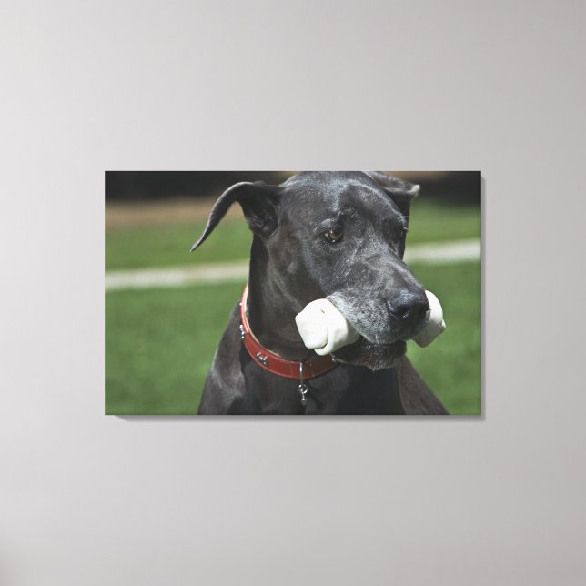 Lienzo Gran danés con hueso (Anverso)