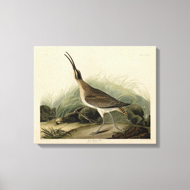 Lienzo Gran Esquimaux Curlew (Hudsonian) Aves Audubon (Anverso)