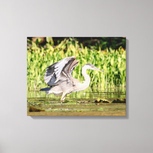 Lienzo Gran garza azul