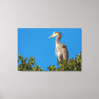 Gran garza azul