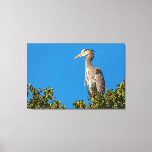 Lienzo Gran garza azul (Anverso)