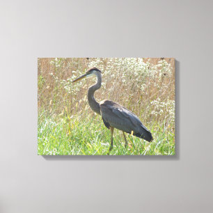 Lienzo Gran garza azul - Ardea herodias