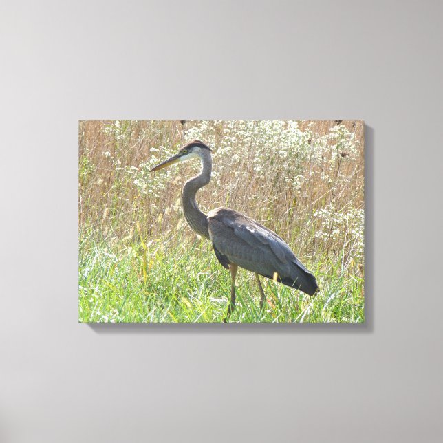 Lienzo Gran garza azul - Ardea herodias (Anverso)