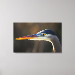 Lienzo Gran garza azul, retrato de cerca