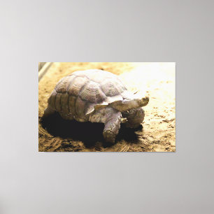 Lienzo Gran tortuga en suelo arenoso