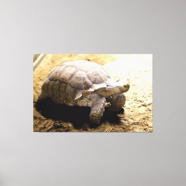 Lienzo Gran tortuga en suelo arenoso (Anverso)