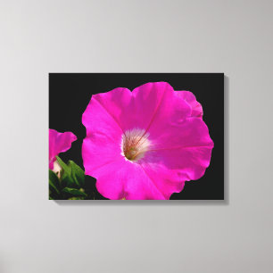 Lienzo Grandiosa flor de petunia rosa caliente en negro