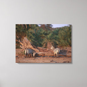 Lienzo Grant Zebra 5