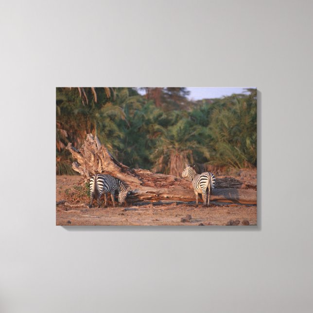 Lienzo Grant Zebra 5 (Anverso)