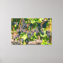 Lienzo Grapevines