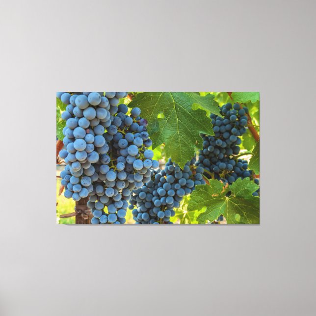 Lienzo Grapevines (Anverso)