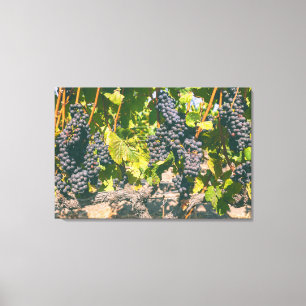 Lienzo Grapevines