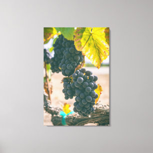 Lienzo Grapevines