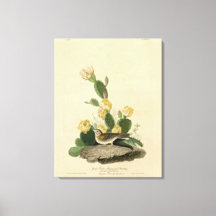 Lienzo Grass Finch, Bunting con alas de la bahía o Vesper