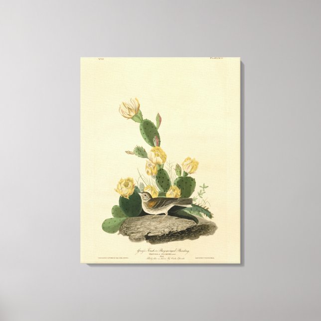 Lienzo Grass Finch, Bunting con alas de la bahía o Vesper (Anverso)