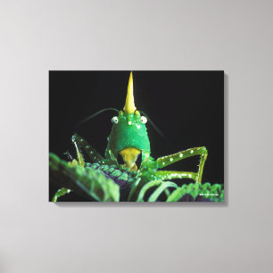 Lienzo Grasshopper con Cabecera Cone