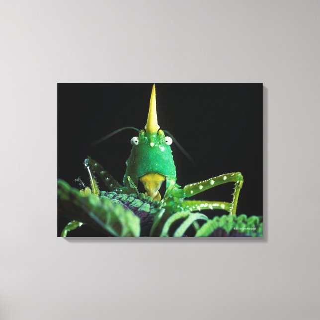 Lienzo Grasshopper con Cabecera Cone (Anverso)