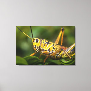 Lienzo Grasshopper, Parque Nacional Everglades, Florida,