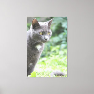 Lienzo Gray Kitty Cat